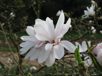 Magnolie_Magnolia stellata.JPG