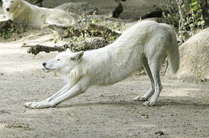 Physiotherapie (Krankengymnastik, Bewegungstherapie, Massage, Schmerztherapie)