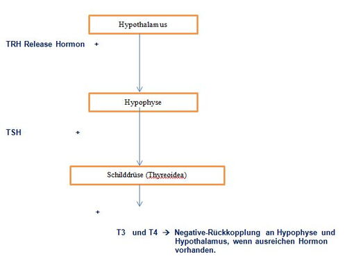 Schilddrüse Hormone