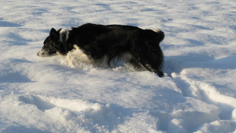 Gestreute Wege meiden