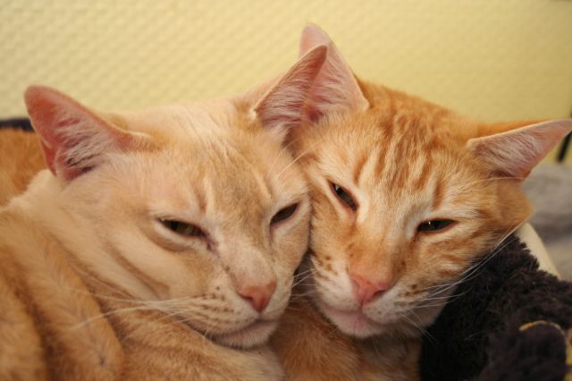 Aron und Carlos.JPG