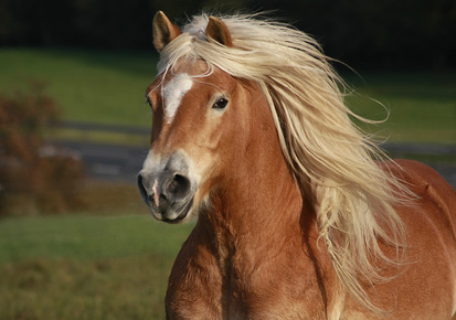 Fotolia_10373529_XS.jpg