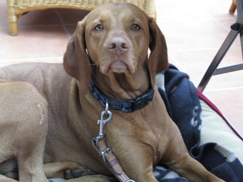 Hund.JPG