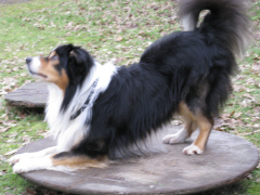 hundeturnen01.jpg