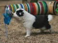 hundeturnen02.jpg