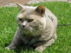 stdimg09a.jpg