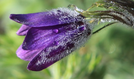 Pulsatilla.JPG