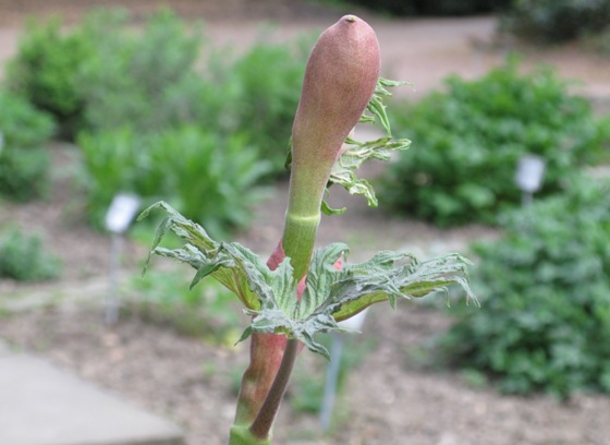 Rhabarbar medizinisch_Rheum palmatum.JPG